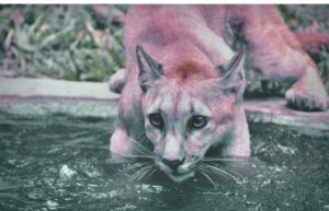 Puma in water 