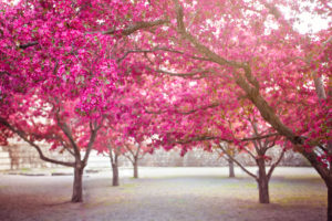 Beautiful Cherry Blossom Trees 