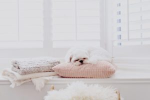 Dog With Pillows And Rugs